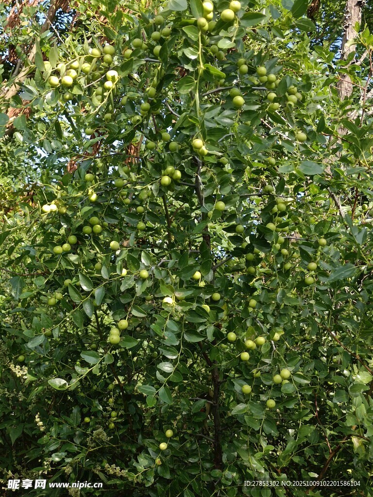 繁茂绿植景观
