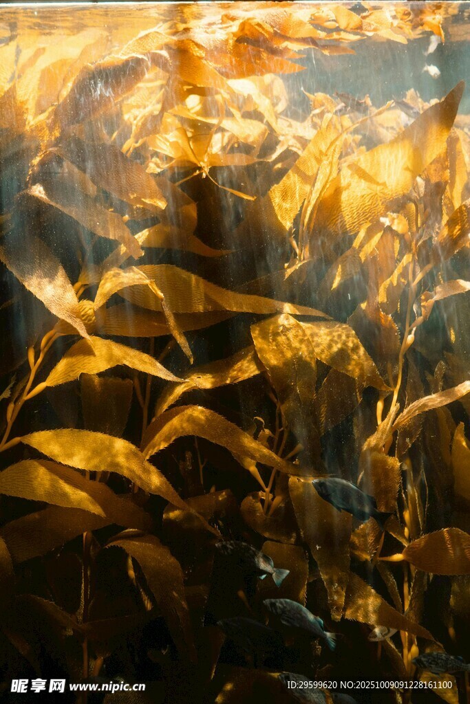 水下金黄植物景观