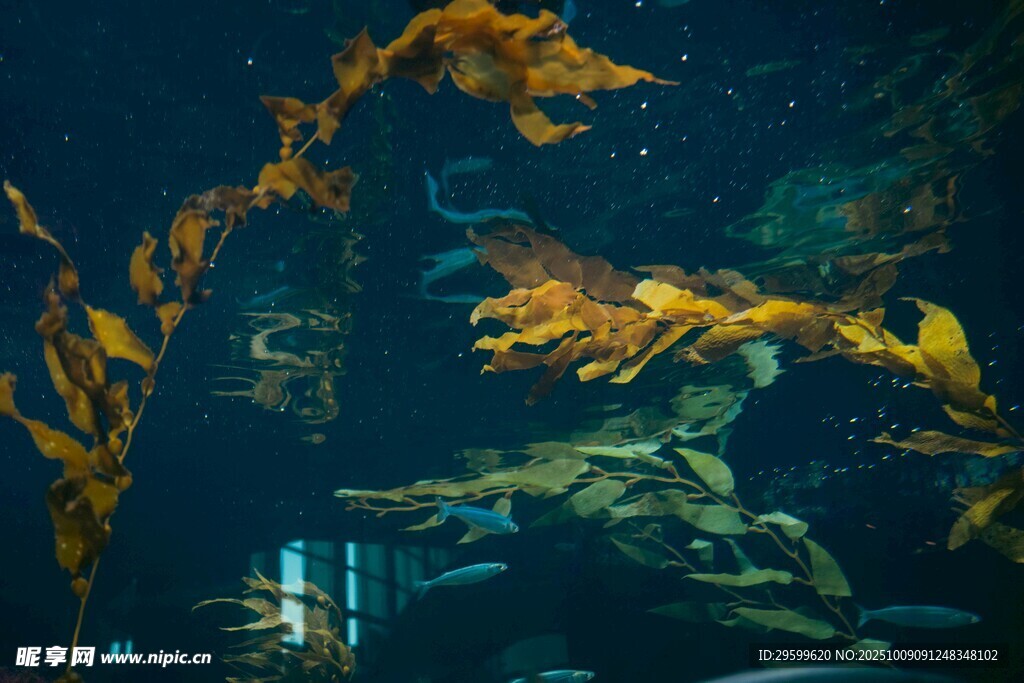 水族馆中的灵动海马景观