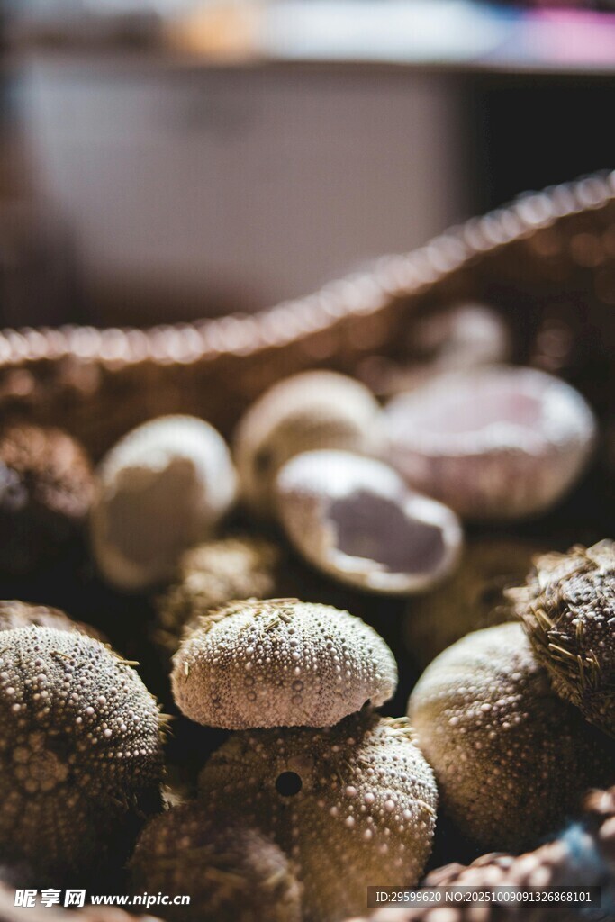 篮子里的多彩贝壳