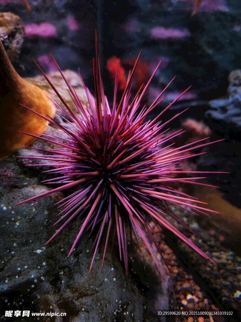 海底绽放的紫色海胆