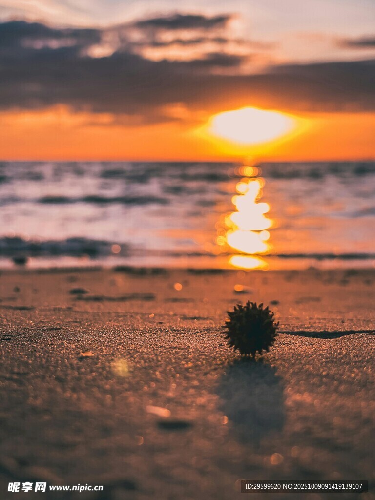 海边日落沙滩上的小海胆