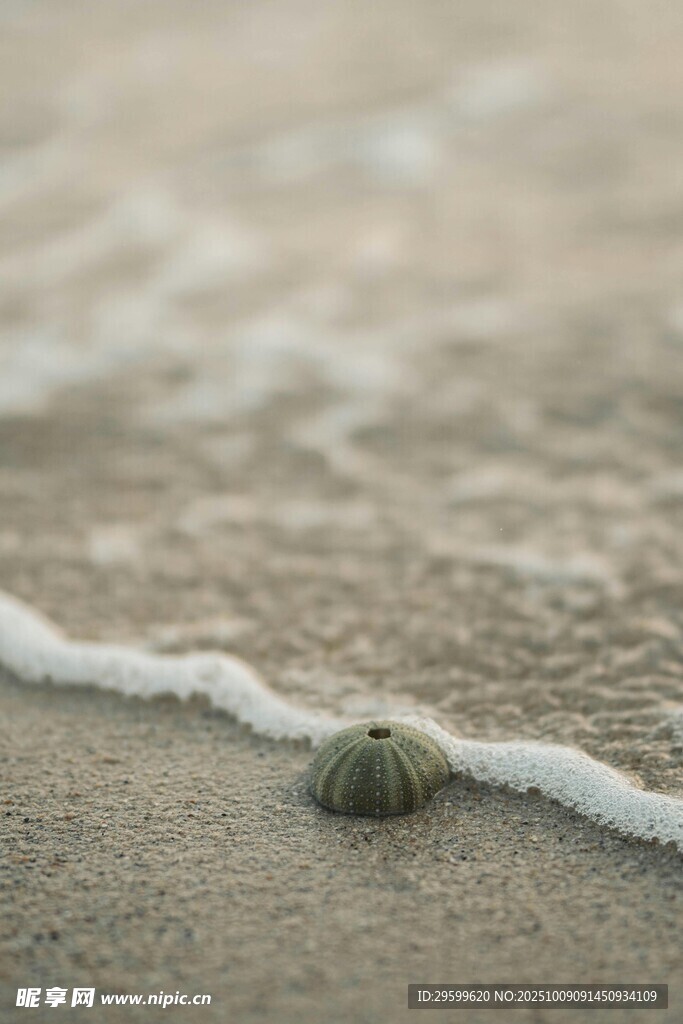 海浪中的小贝壳