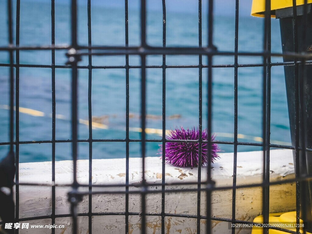 海胆  