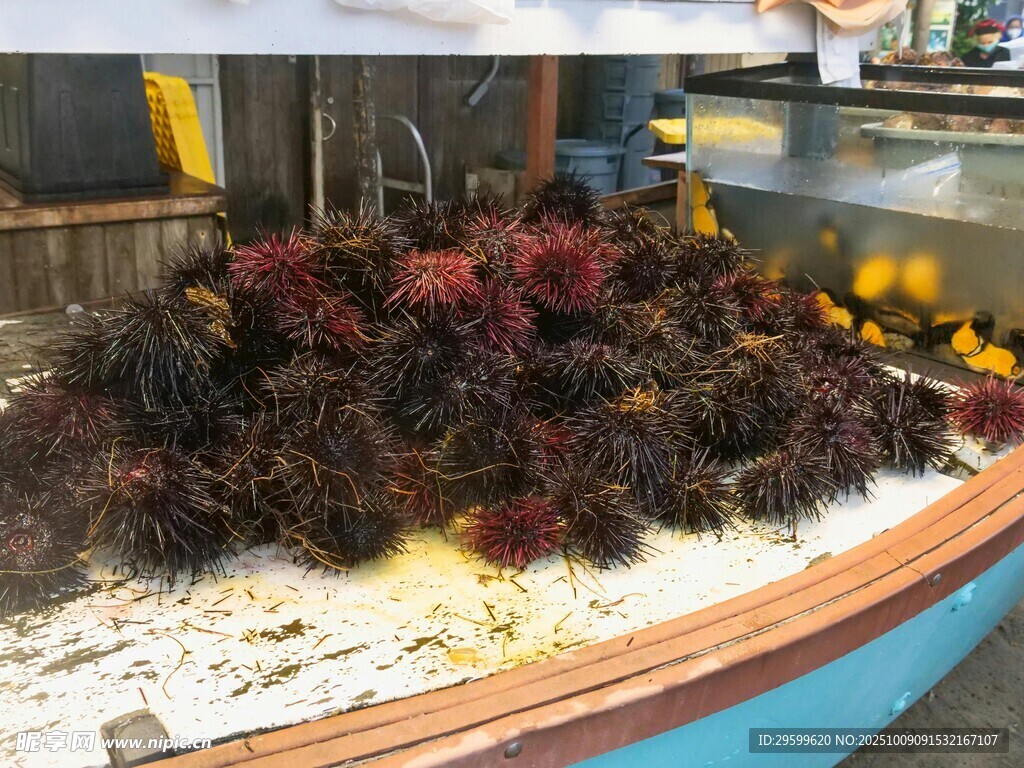 海胆  