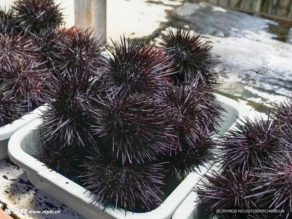 白色花盆中的紫黑色海胆