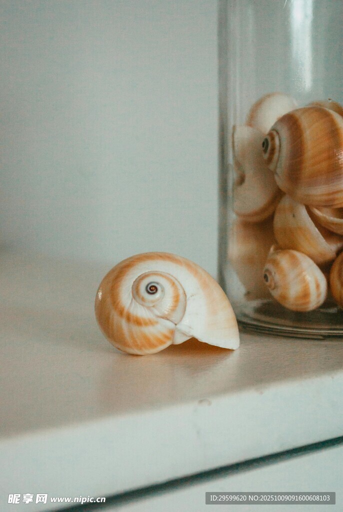玻璃罐旁的精美海螺