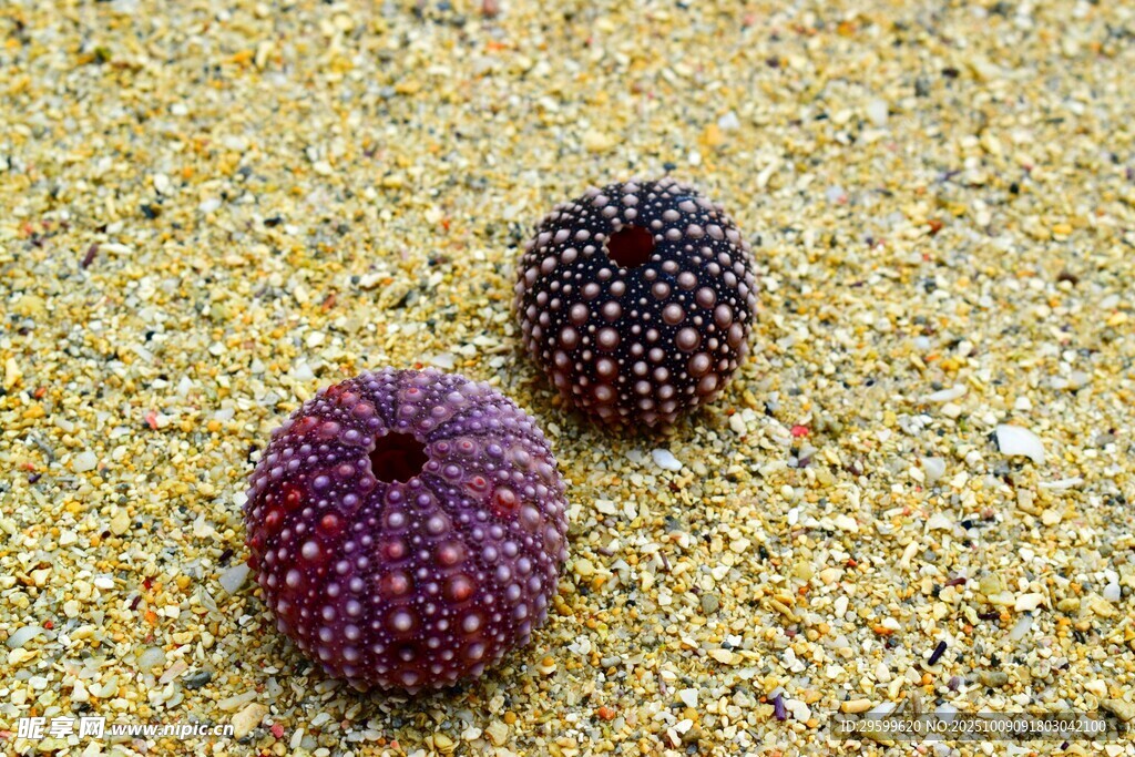 沙滩上的两颗彩色海胆