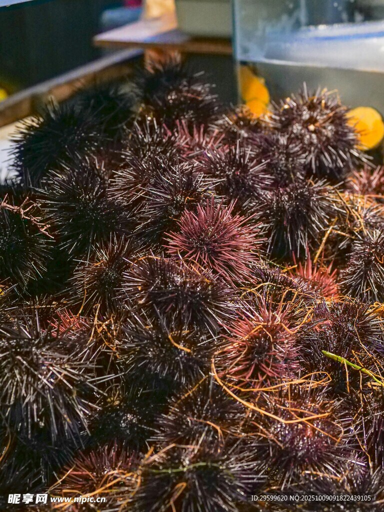 一堆色彩丰富的海胆