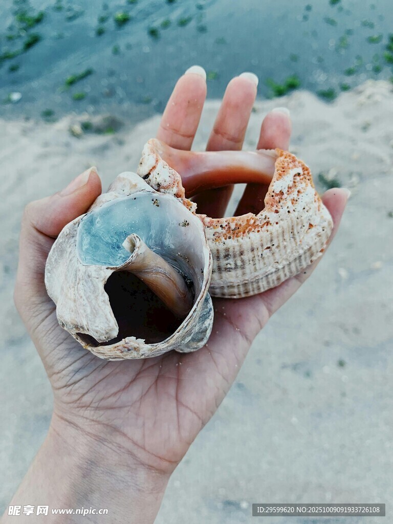 手中的精美贝壳