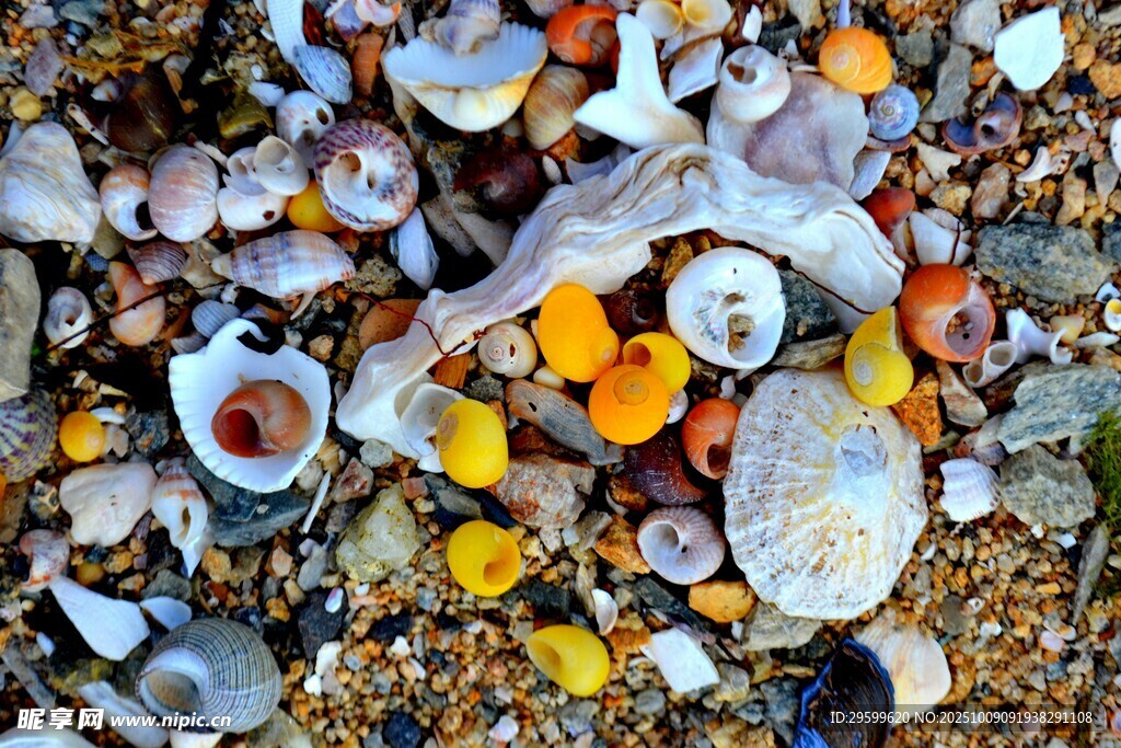 海滩上多彩贝壳与菌类