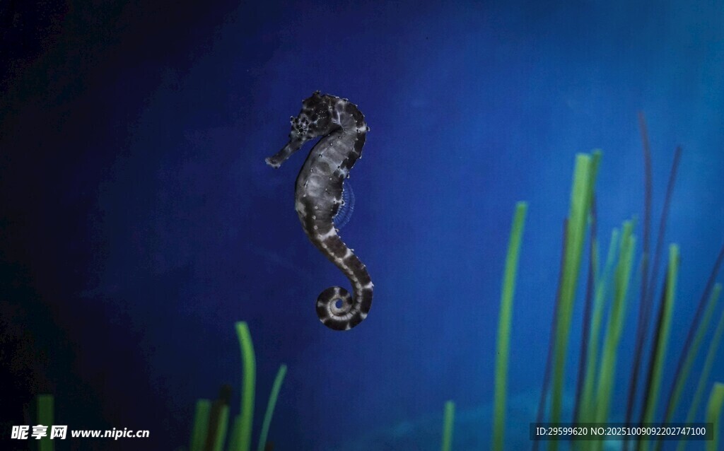 深海中的优雅海马