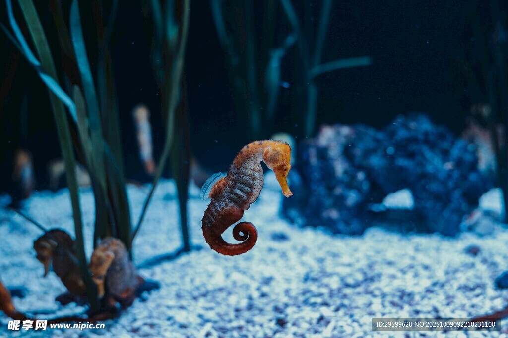 水族馆中的可爱小海马