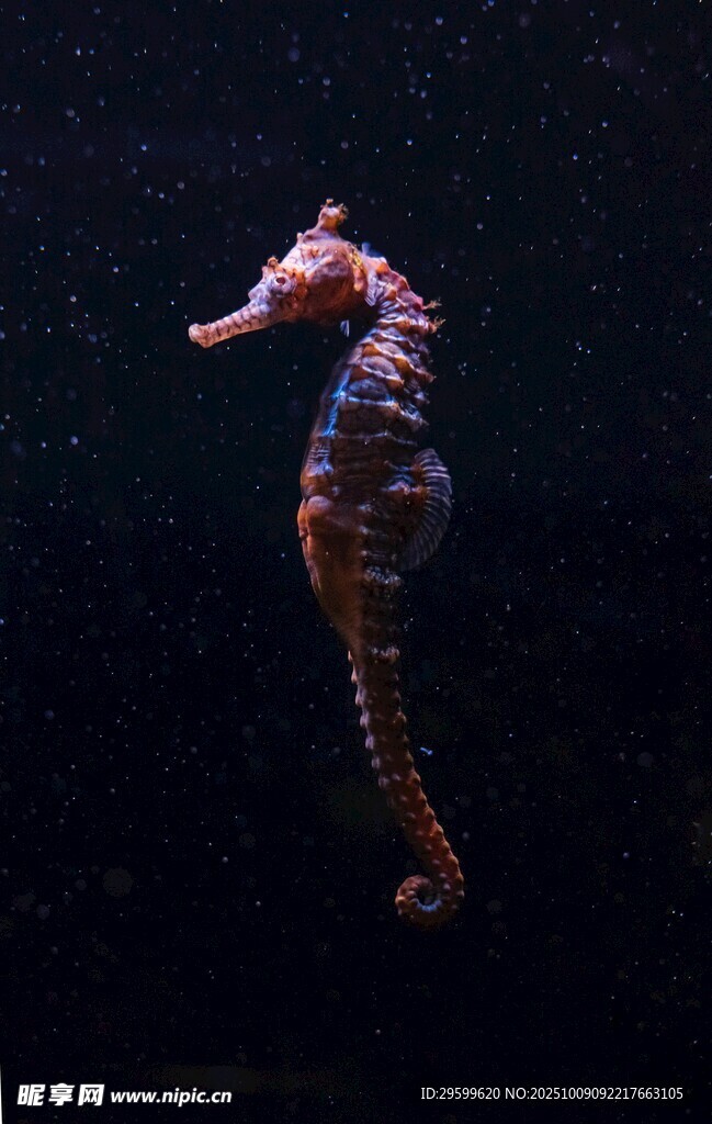 优雅海马于深海中独舞