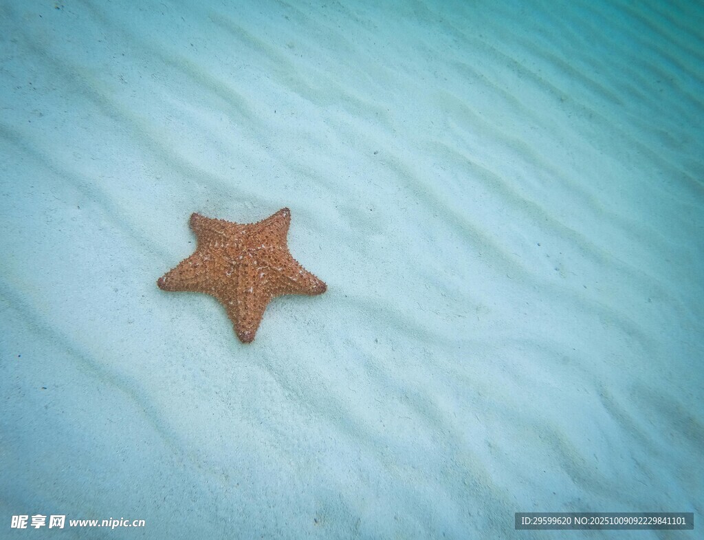 浅海沙上的红色海星