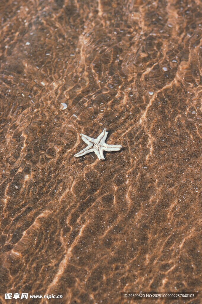 沙滩上的白色海星