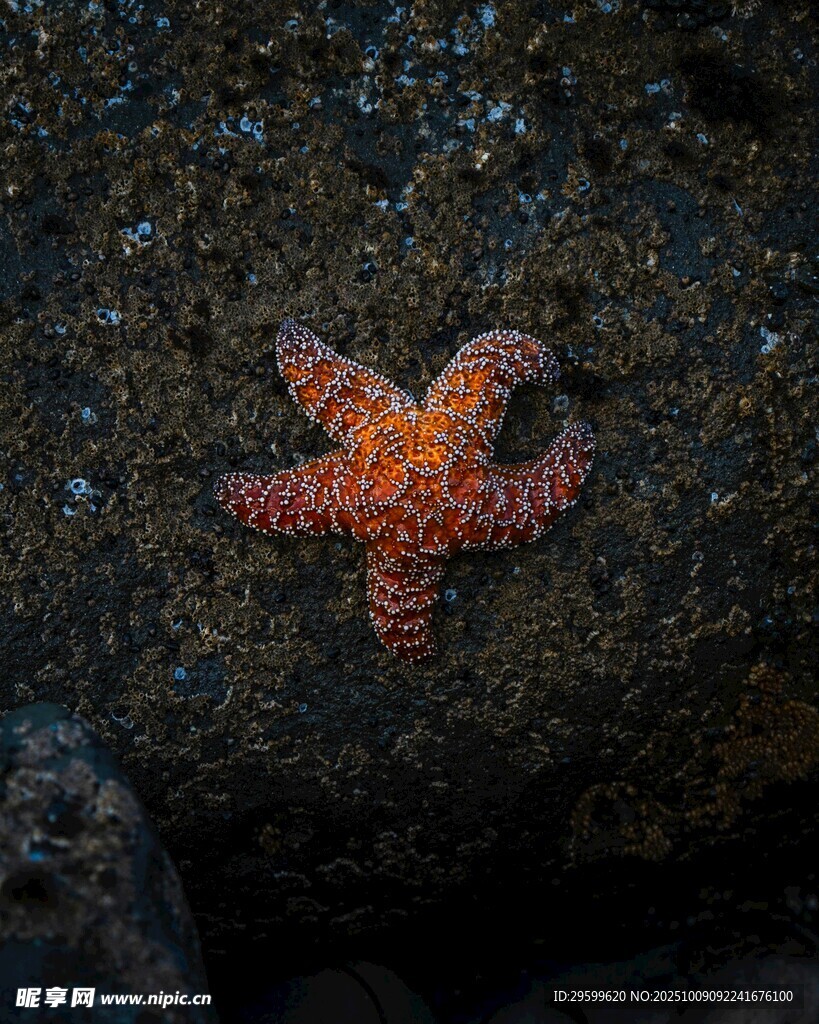 岩石上的橙色海星