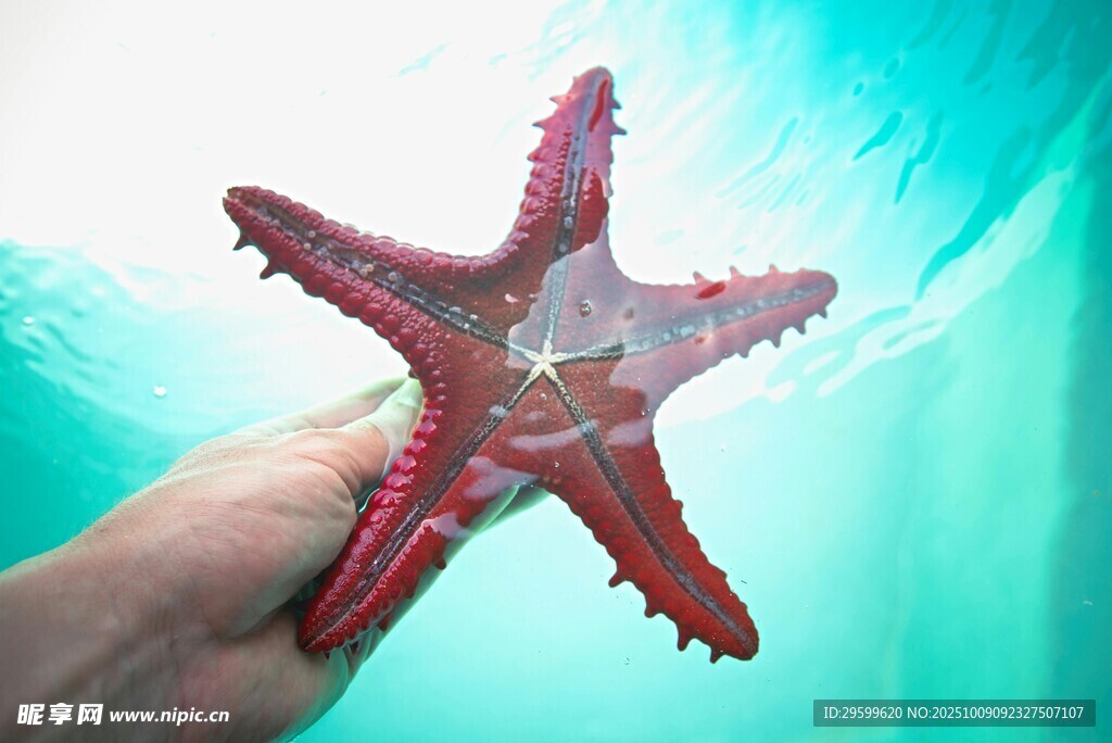 手捧艳丽海星于蓝水间