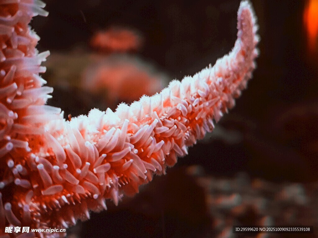 海星特写 