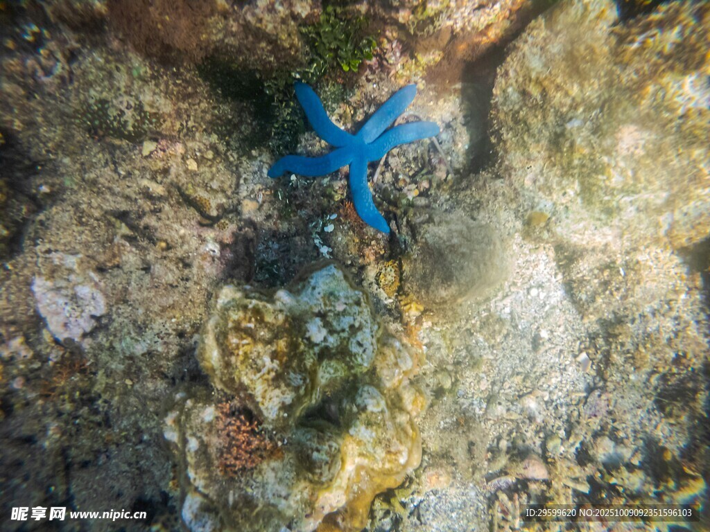 海底蓝色海星