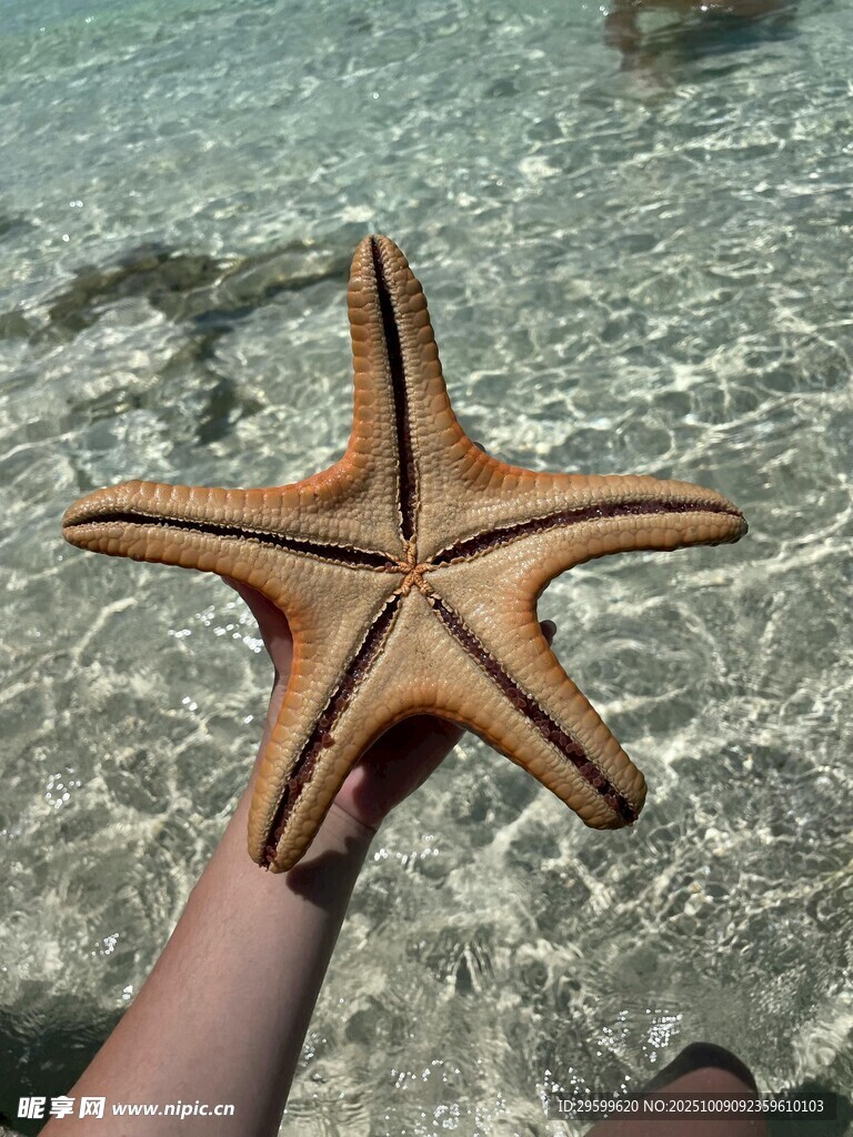 手捧海星的水下瞬间