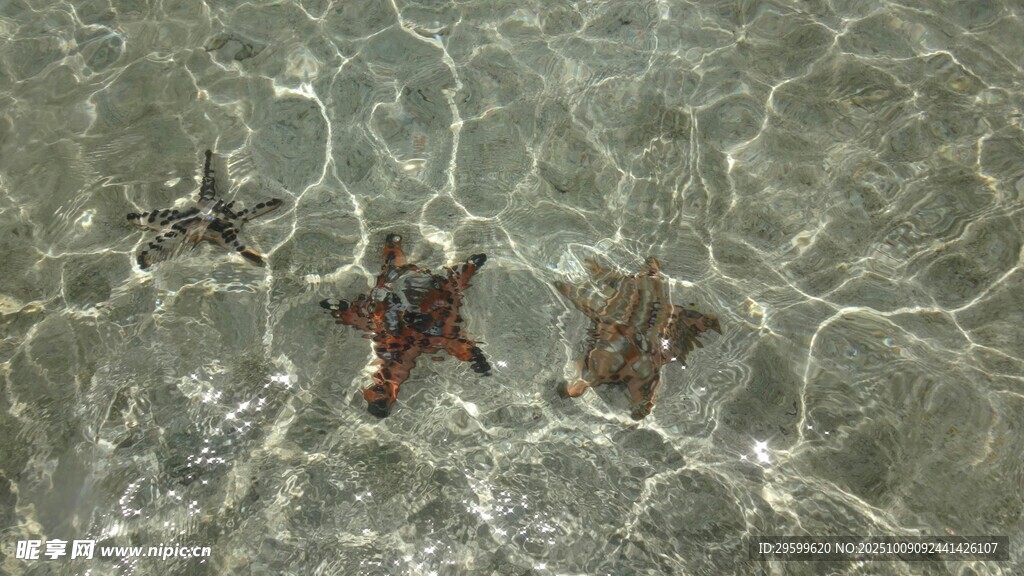 浅海下的海星与海洋生物