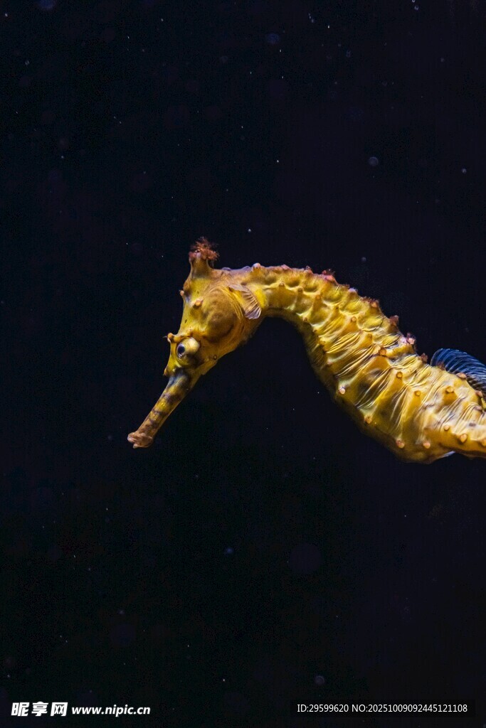 金色海马在水中优雅游动