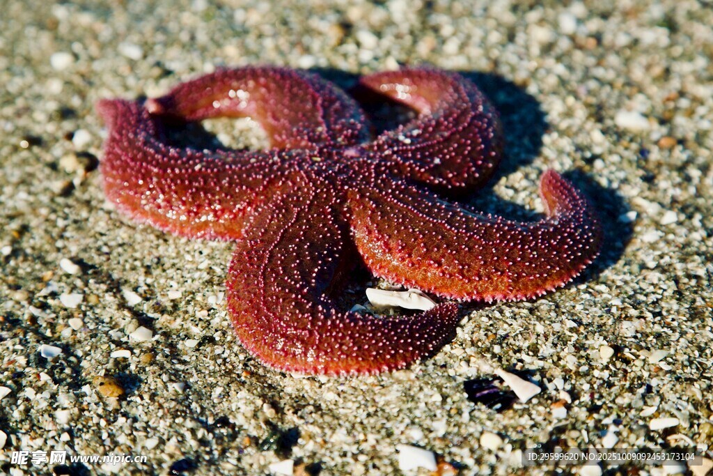 沙滩上的红色海星
