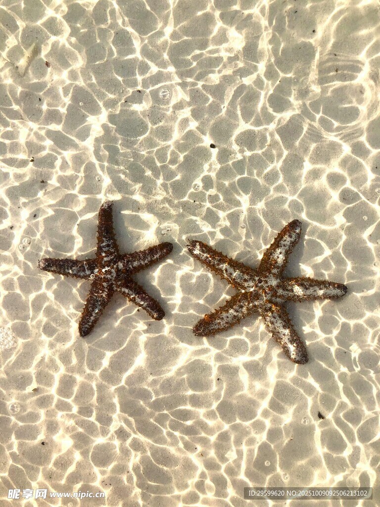 浅水中的两颗海星