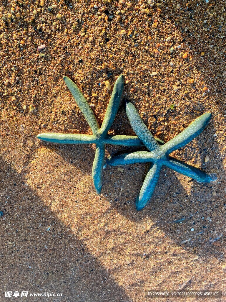 沙滩上的蓝色海星