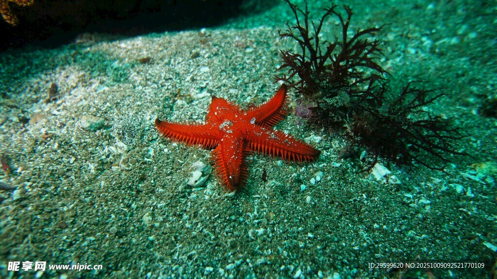 海底的红色海星