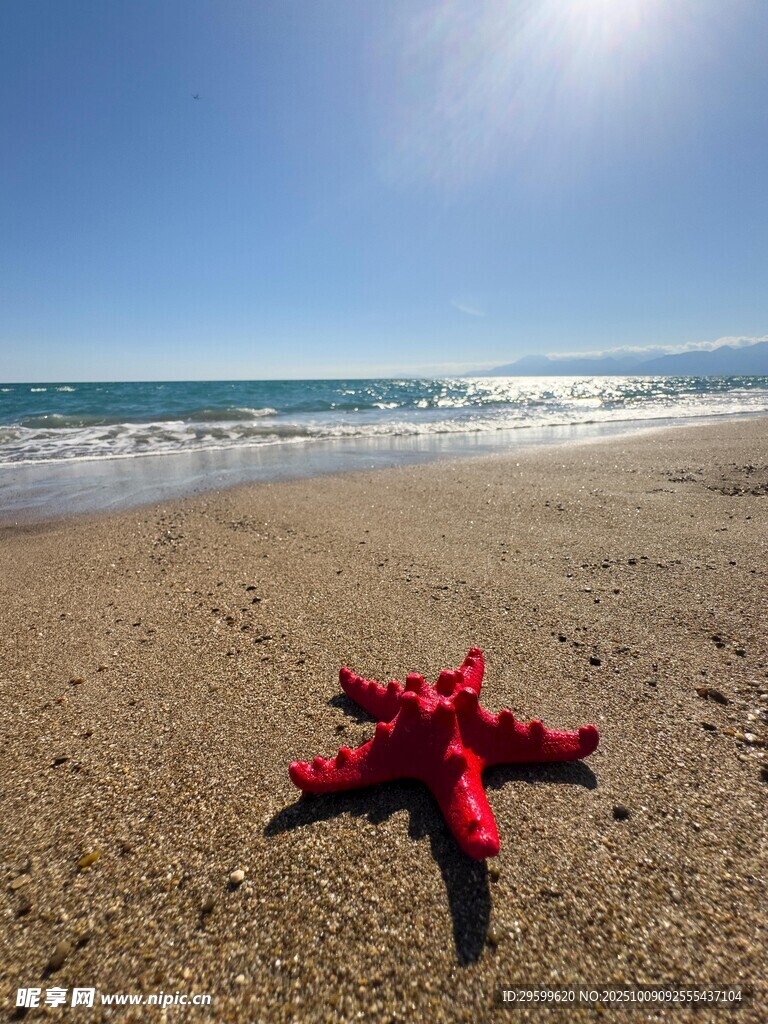 沙滩上的红色海星