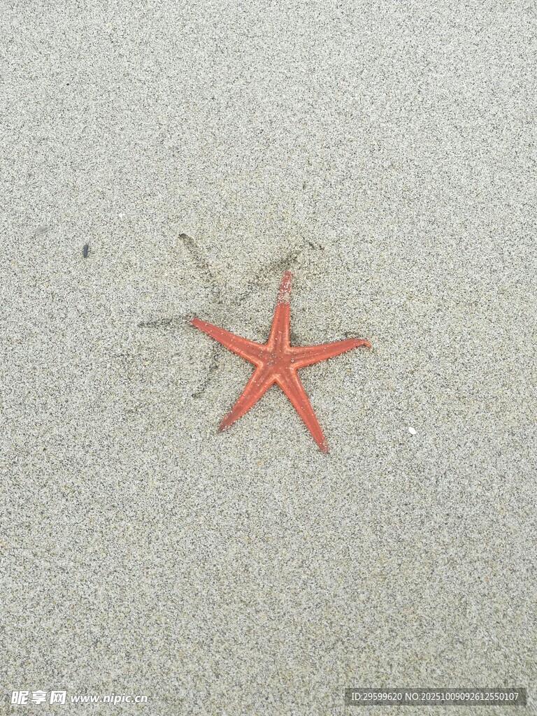 沙滩上的红色海星