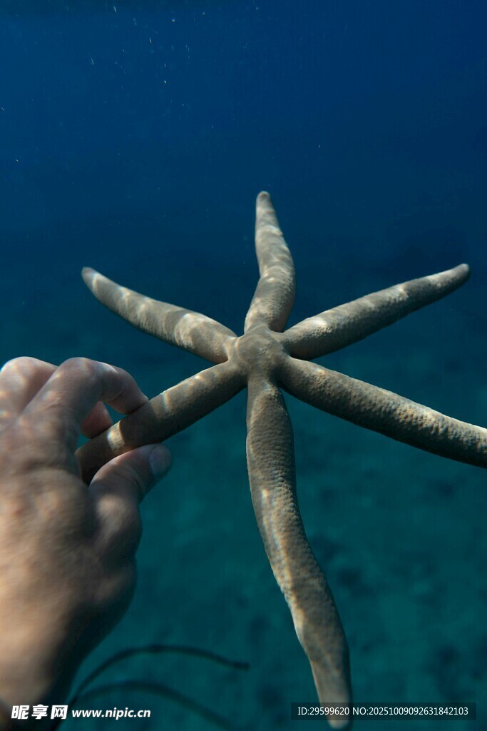 手触海星于蓝色海底世界