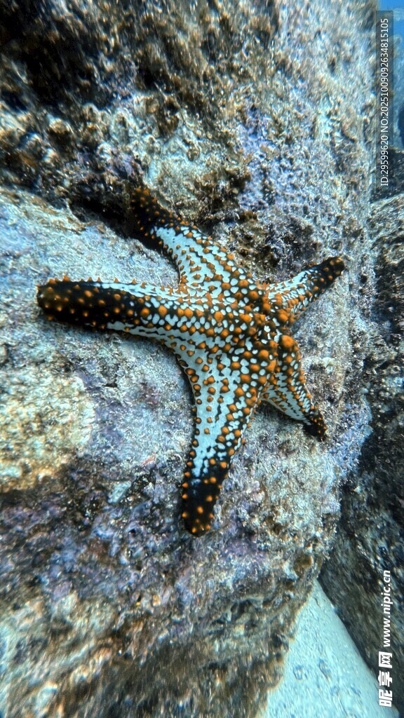 岩石上的多彩海星