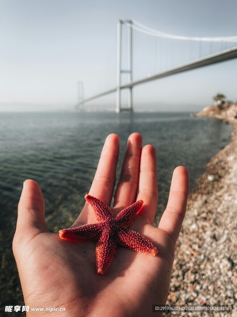 手捧海星与跨海大桥景观