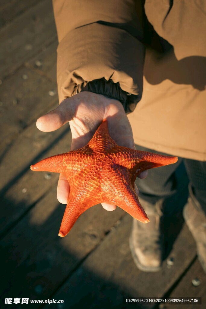 手中的鲜艳海星