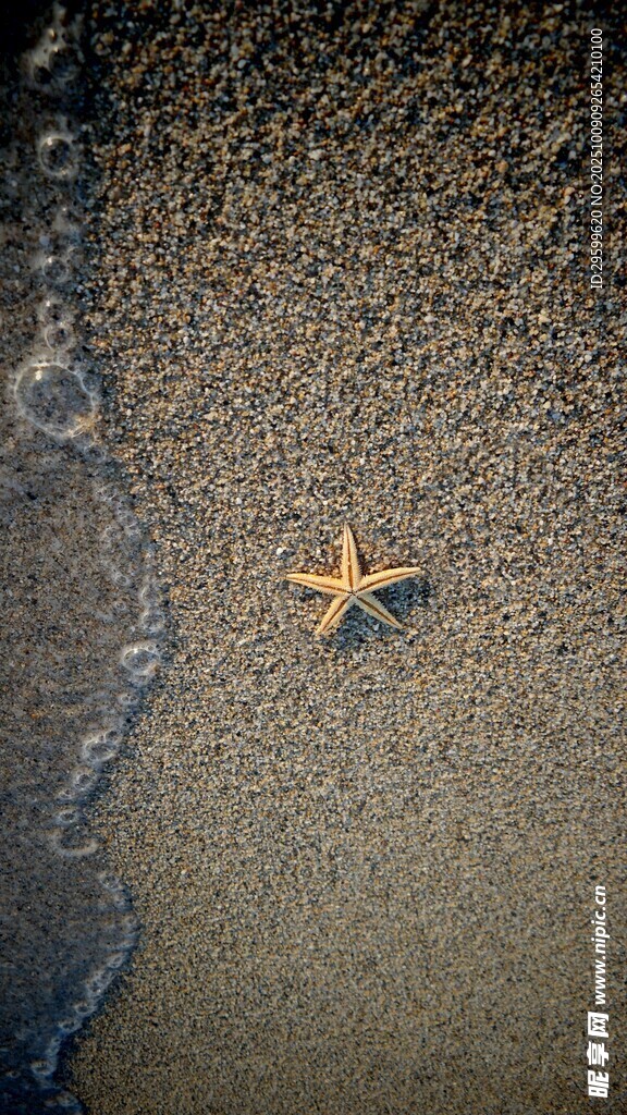 沙滩上的海星