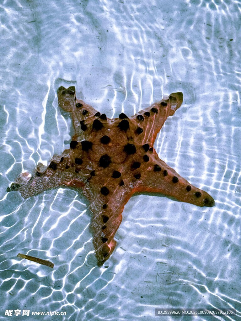水中的斑点海星