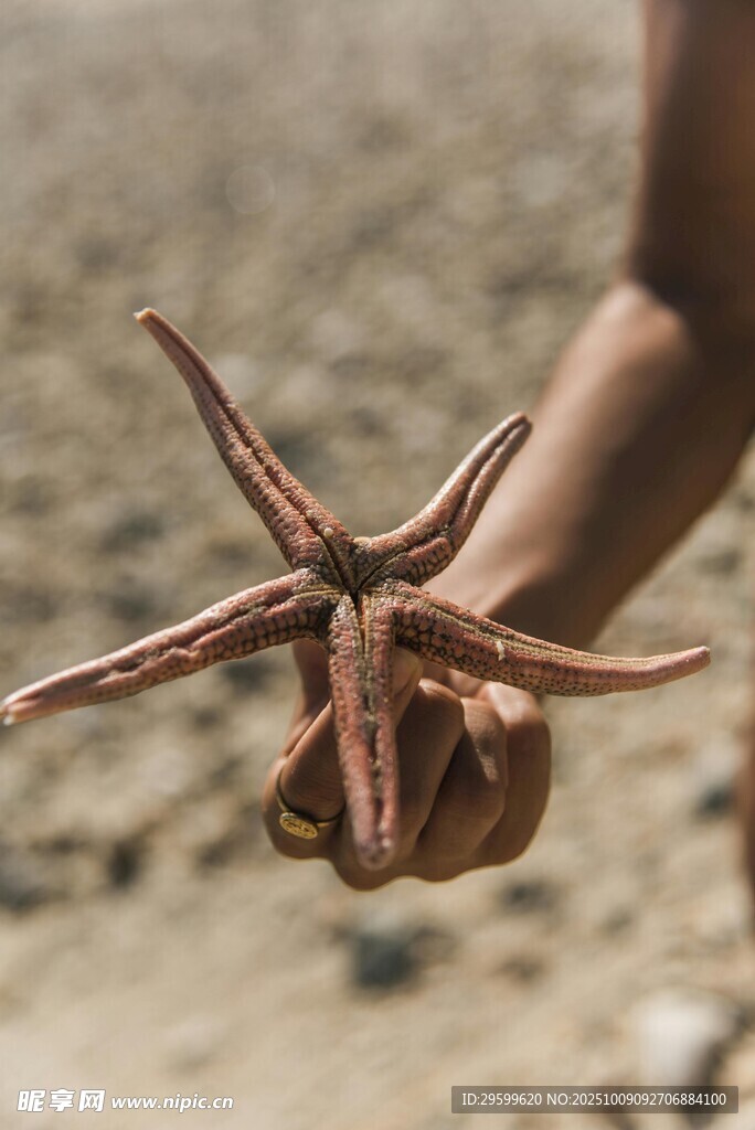 手握海星特写
