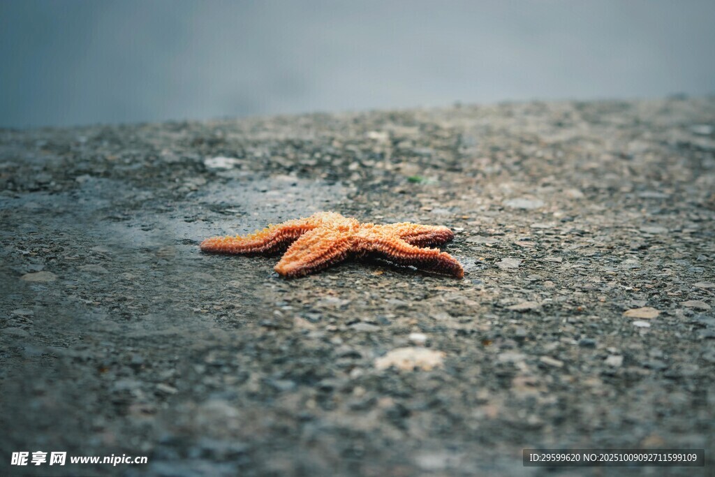 沙滩上的孤独海星
