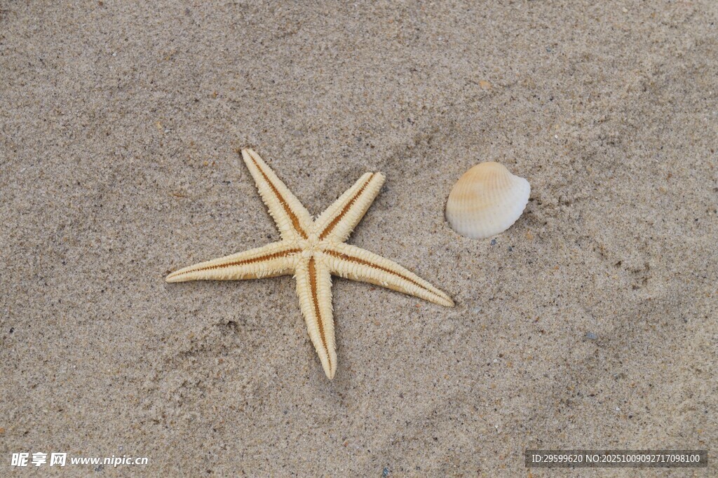 沙滩上的海星与贝壳