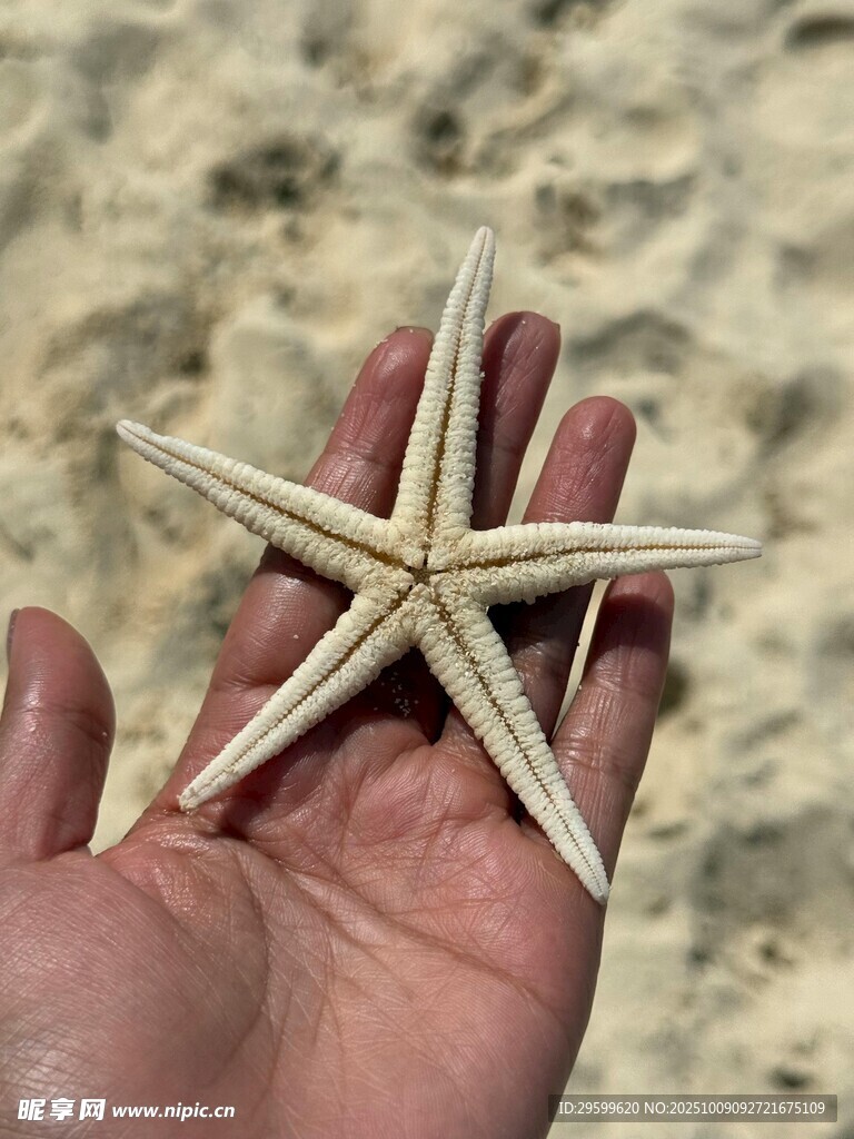 手中的海星特写