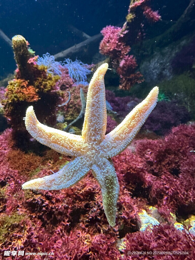 海底海星与多彩珊瑚景观