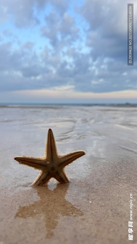 沙滩上的孤独海星