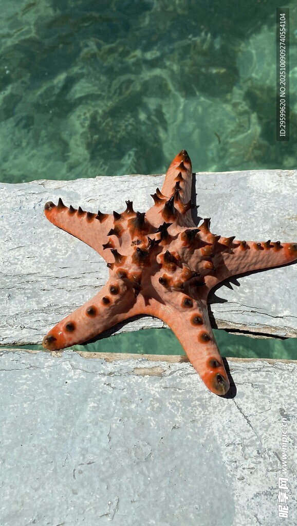 沙滩上的橙色海星