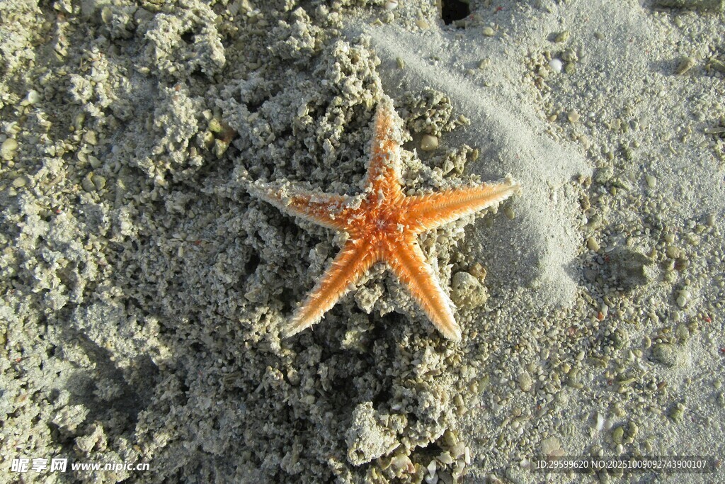 沙滩上的橙色海星