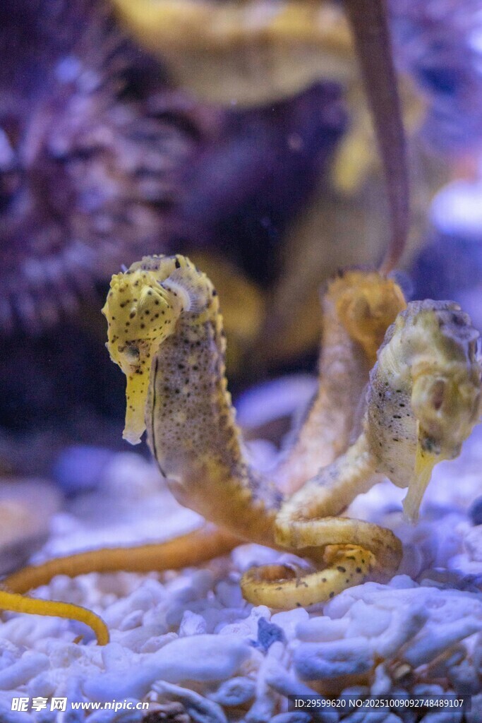 海底世界的可爱海马