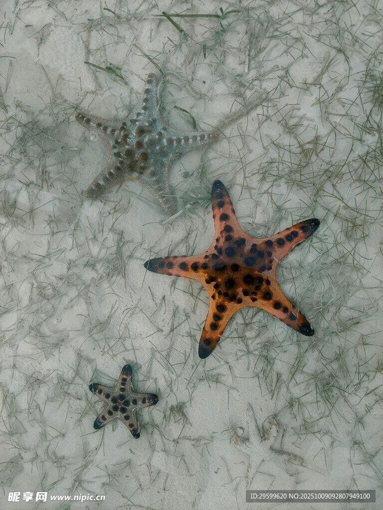 沙滩上的多彩海星