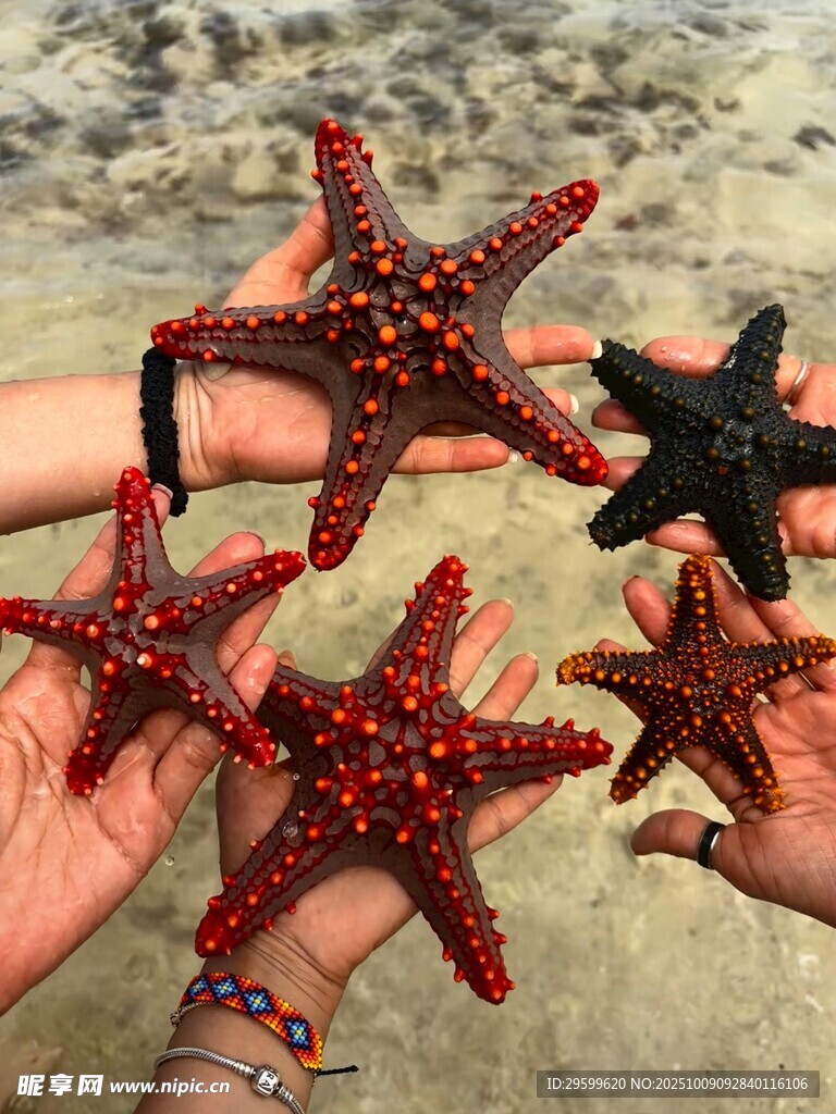 手中多彩海星特写